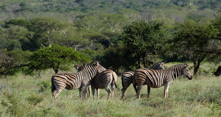 Obraz premium zebras in the savannah in south africa