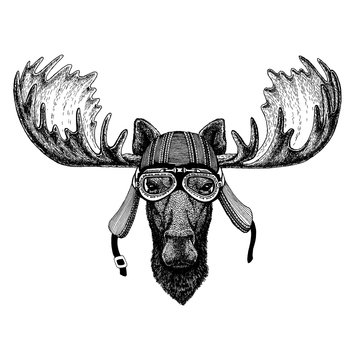Moose, elk wild biker animal wearing motorcycle helmet. Hand drawn image for tattoo, emblem, badge, logo, patch, t-shirt.