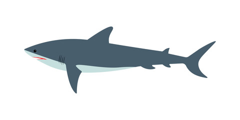 Vector illustration of a dangerous great white shark on an isolated white background. Side view, flat style.