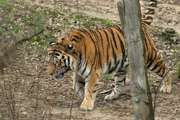 Siberian Tiger Panthera tigris altaica