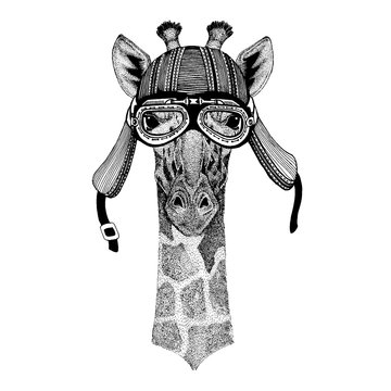 Camelopard, giraffe wild biker animal wearing motorcycle helmet. Hand drawn image for tattoo, emblem, badge, logo, patch, t-shirt.