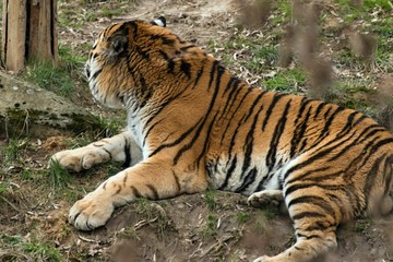 Siberian Tiger Panthera tigris altaica