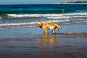 Labrador Dog playing at the beach at the atlantic Ocean in Spain