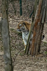 Siberian Tiger Panthera tigris altaica