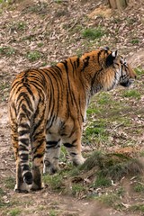 Siberian Tiger Panthera tigris altaica