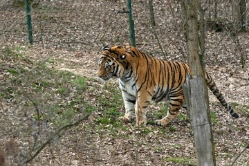 Siberian Tiger Panthera tigris altaica