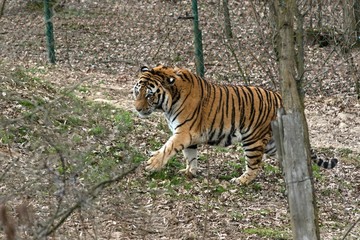 Siberian Tiger Panthera tigris altaica