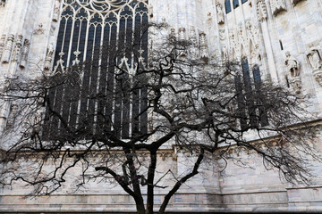 Tree of Milan Cathedral