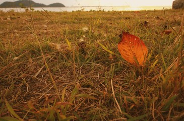 野原に落ちている枯れ葉と琵琶湖です