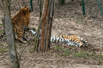 Siberian Tiger Panthera tigris altaica