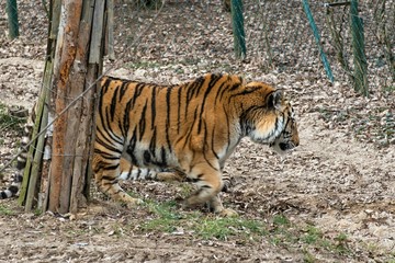 Siberian Tiger Panthera tigris altaica