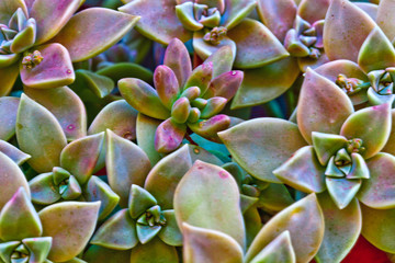 Succulent plants macro image.