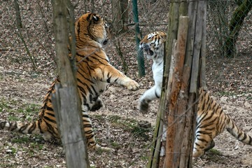 Siberian Tiger Panthera tigris altaica