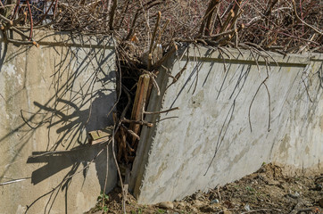 Old concrete fence destroyed by tree roots
