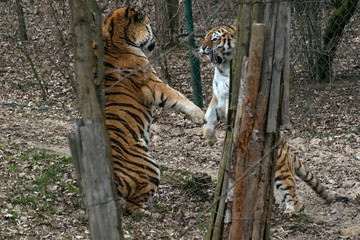 Siberian Tiger Panthera tigris altaica
