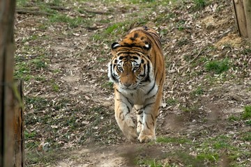 Siberian Tiger Panthera tigris altaica