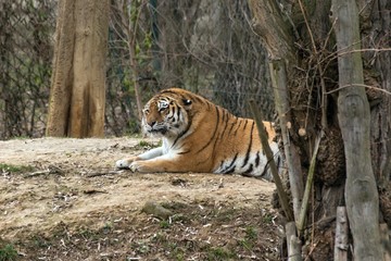 Siberian Tiger Panthera tigris altaica
