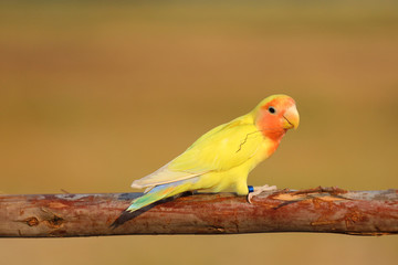 Beautiful yellow parrot lovebird on colorful nature background