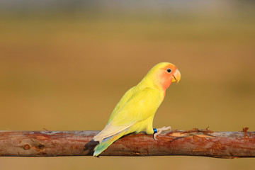 Beautiful yellow parrot lovebird on colorful nature background