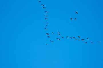 flock of birds flying in blue sky