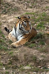 Siberian Tiger Panthera tigris altaica
