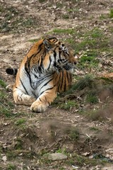 Siberian Tiger Panthera tigris altaica