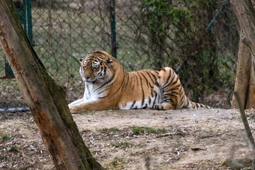 Fototapeta na wymiar Siberian Tiger Panthera tigris altaica