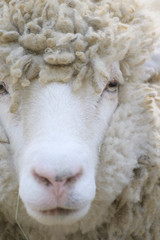 ひつじのアップ
