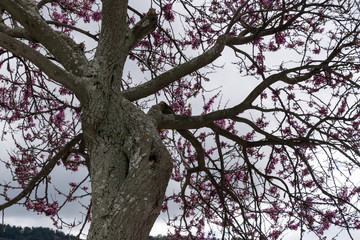 Arbol de vida