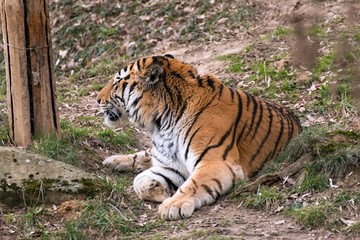 Siberian Tiger Panthera tigris altaica