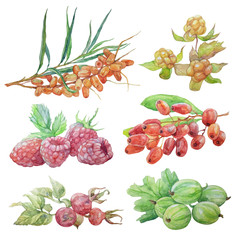 Berries watercolor set illustration isolated on white background. 