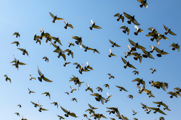 flock of speed racing pigeon bird flying against clear blue sky
