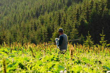 Fototapeta premium Shepherd with yeanling in the hands walks through the meadow in Carpathian mountains