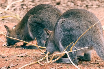 Red-necked Wallaby Macropus rufogriseus © Tylinek