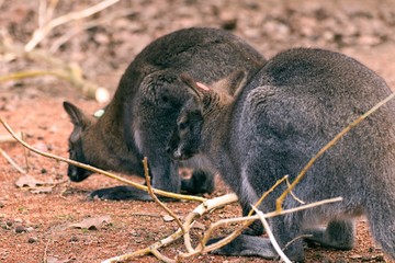 Red-necked Wallaby Macropus rufogriseus © Tylinek