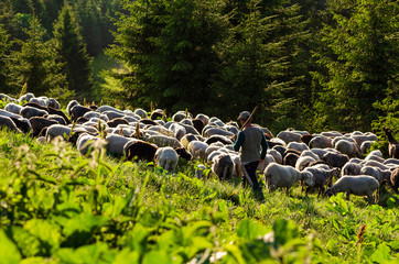 Shepherd with his flock of sheep in Carpathian mountains