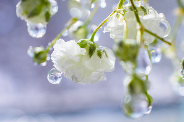 A small flower of white gypsophila closeup in drops of water. A bright sunny image is suitable as a background on the themes of flowers, flora.