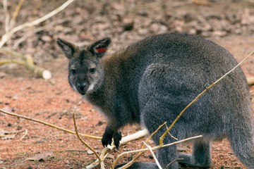 Red-necked Wallaby Macropus rufogriseus © Tylinek