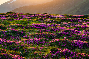 Blossoming rhododendron on the hills of Carpathian Mountains