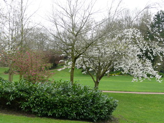 Fototapeta na wymiar Blossom tree in Avenham Park, Preston