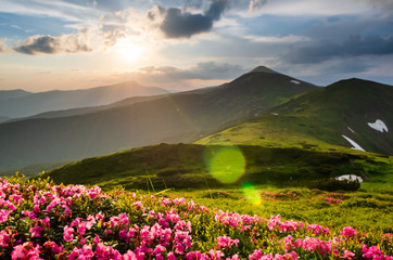 Fototapeta na wymiar Blossoming rhododendron and beautiful sunset in Carpathian mountains