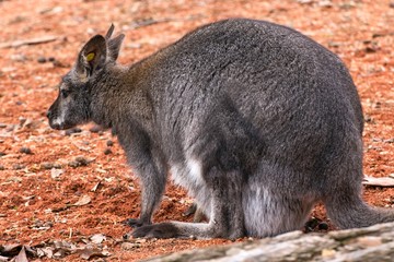 Red-necked Wallaby Macropus rufogriseus © Tylinek