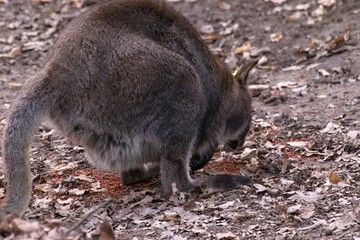 Red-necked Wallaby Macropus rufogriseus