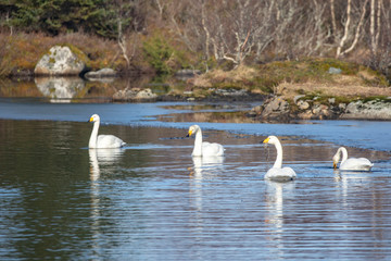 Naklejka na ściany i meble Whooper Swans on the lake Movanet- whooper