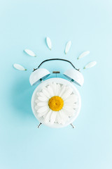 Composition-Summer time from chamomile flower and clock on blue background. Flat lay, top view