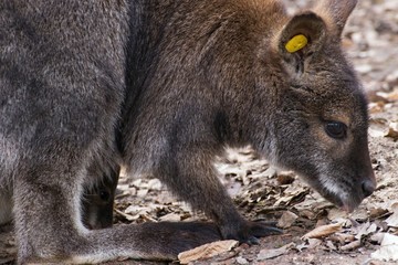Red-necked Wallaby Macropus rufogriseus © Tylinek