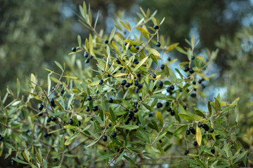 Fototapeta na wymiar A branch of olive tree with ripened black olives against the sky and garden. Outdor.