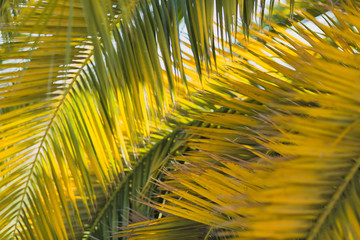 Large date palm leaves are yellow-green in backlight. Texture. Wallpaper. Postcard. Fragment.
