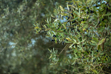 A branch of olive tree with ripened black olives against the sky and garden. Outdor.