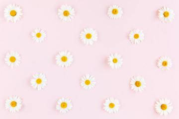 Pattern made of chamomiles on pink background. Flat lay, top view 
